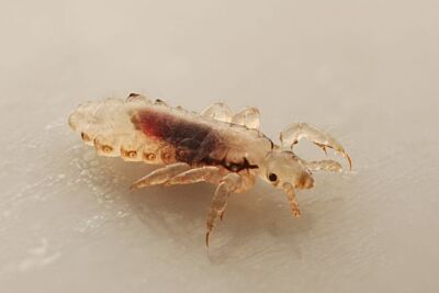Trouble with Lice