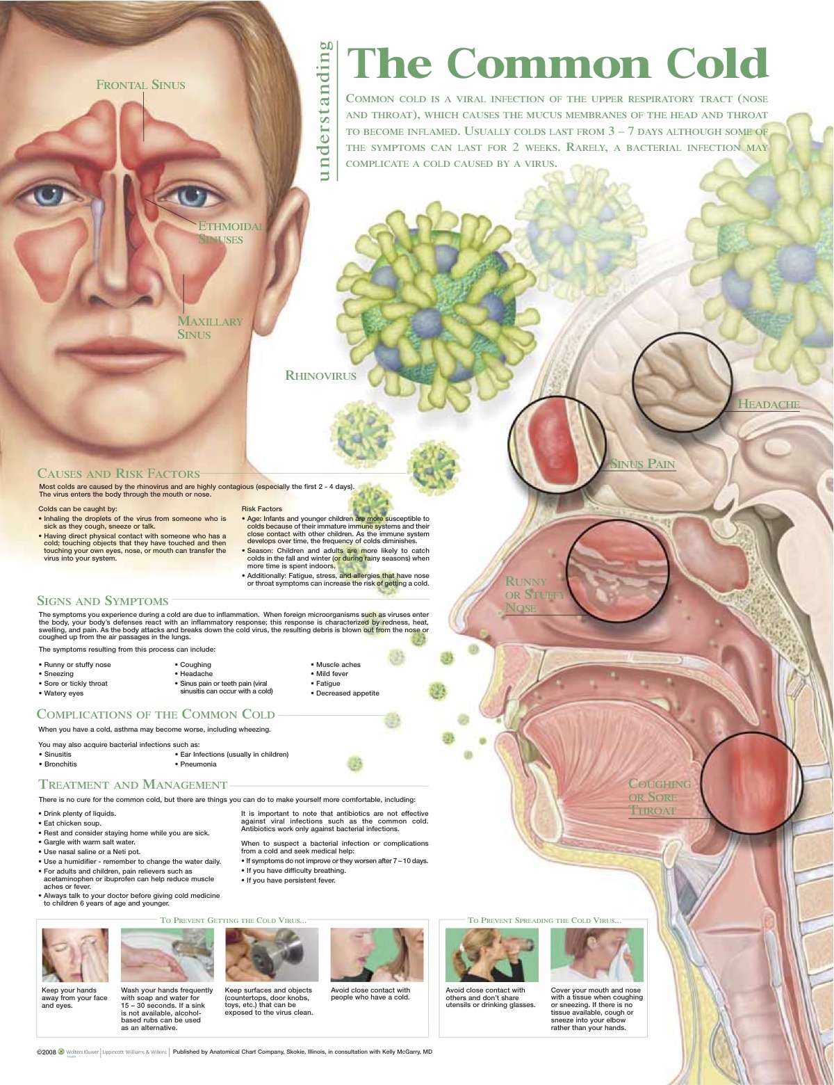 Understanding the Common Cold Chart, Laminated 20