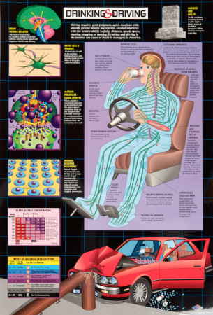 Drinking and Driving Chart, Laminated 24" x 36"