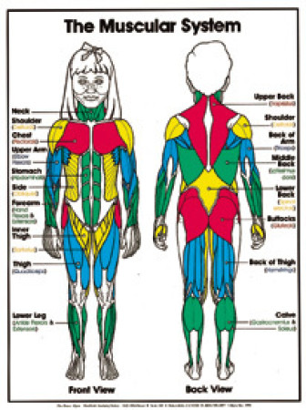 The Muscular System (Grades 4-8) Chart, Laminated 18" x 24"