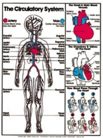 Circulatory System (Grades 4-8) Chart, Laminated 18" x 24"