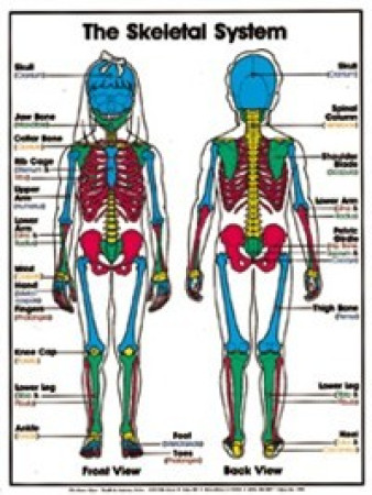 The Skeletal System (Grades 4-8) Chart, Laminated 18" x 24"