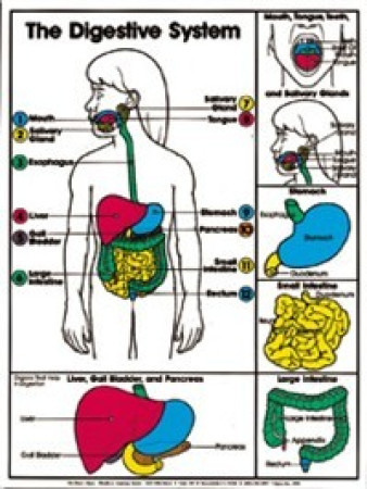 Digestive System (Grades 4-8) Chart, Laminated 18" x 24"