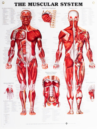Muscular System Chart, Laminated 20" x 26"