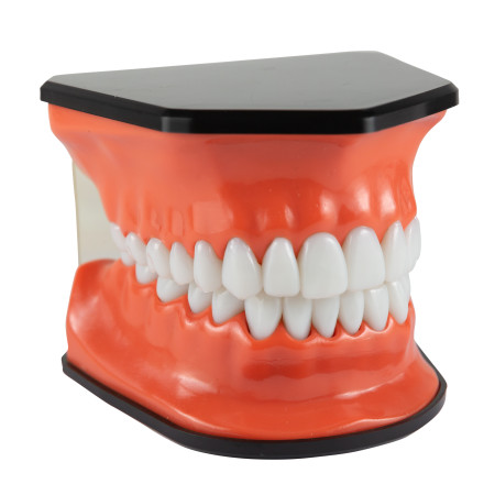 Flossing & Brushing Teaching Model