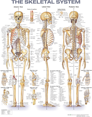 Skeletal System Chart, Laminated 20" x 26"