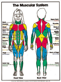 The Muscular System (Grades 4-8) Chart, Laminated 18" x 24"
