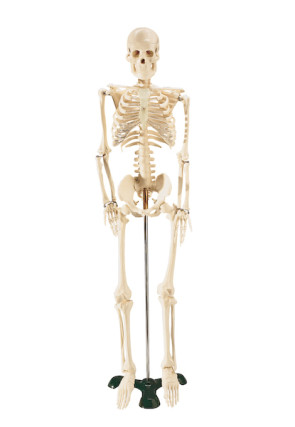 Mr. Thrifty Skeleton