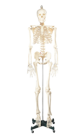 Budget Bucky Skeleton