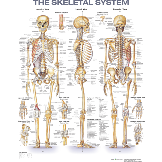Skeletal System Chart, Laminated 20" x 26"