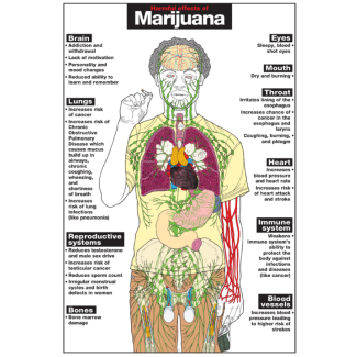 Harmful Effects of Marijuana Chart, Laminated 24" x 36"