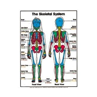 The Skeletal System (Grades 4-8) Chart, Laminated 18" x 24"
