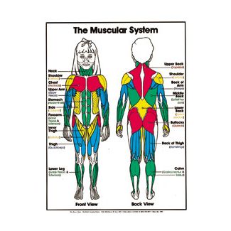 The Muscular System (Grades 4-8) Chart, Laminated 18" x 24"