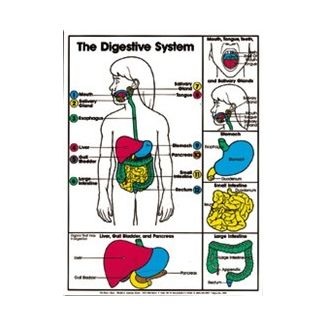 Digestive System (Grades 4-8) Chart, Laminated 18" x 24"