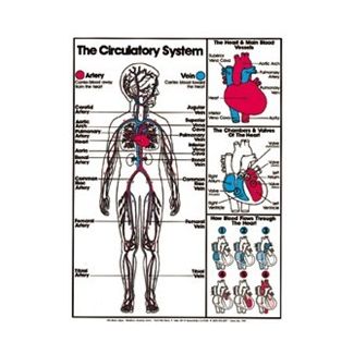 Circulatory System (Grades 4-8) Chart, Laminated 18" x 24"