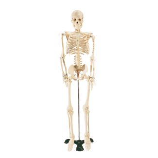 Mr. Thrifty Skeleton