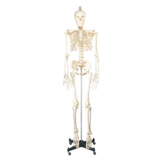 Budget Bucky Skeleton