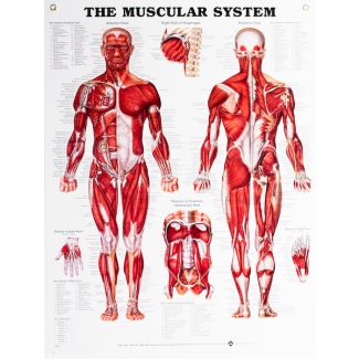 Muscular System Chart, Laminated 20" x 26"