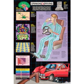 Drinking and Driving Chart, Laminated 24" x 36"
